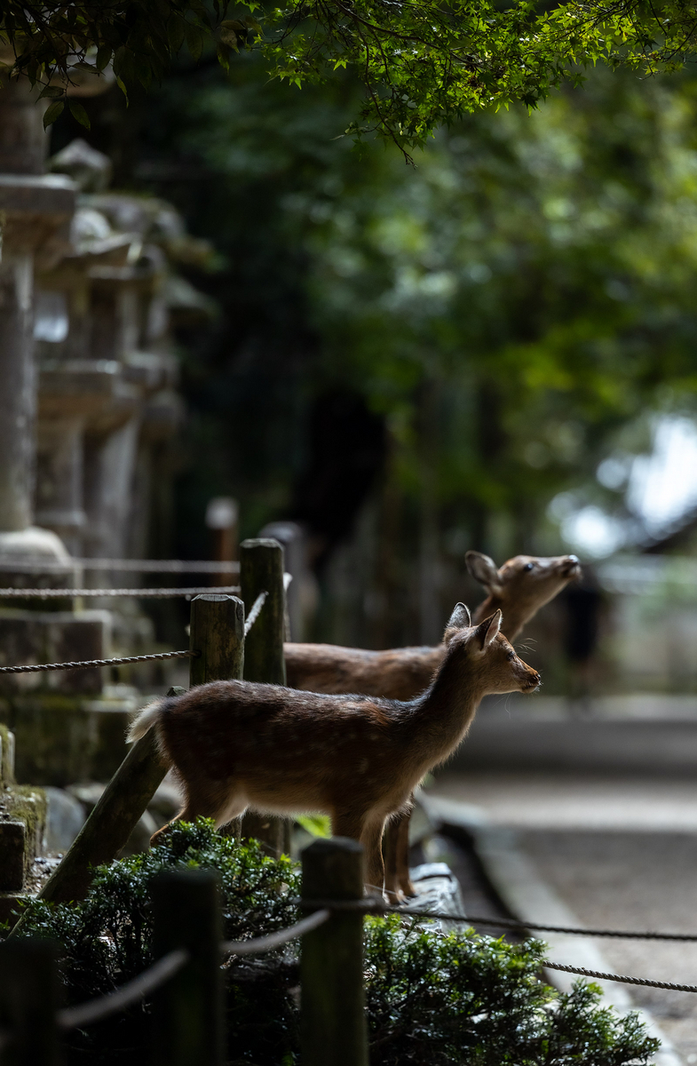 奈良公園