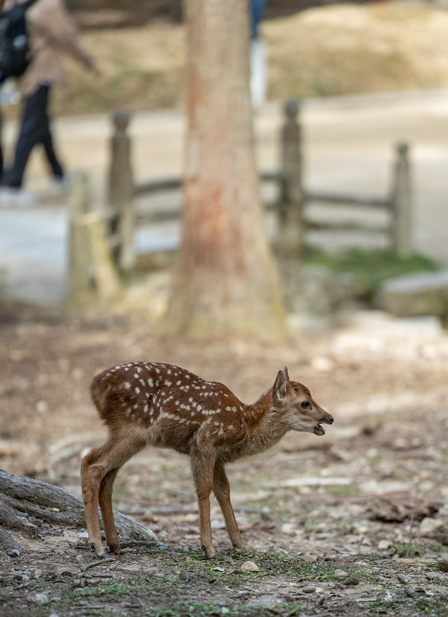 奈良公園