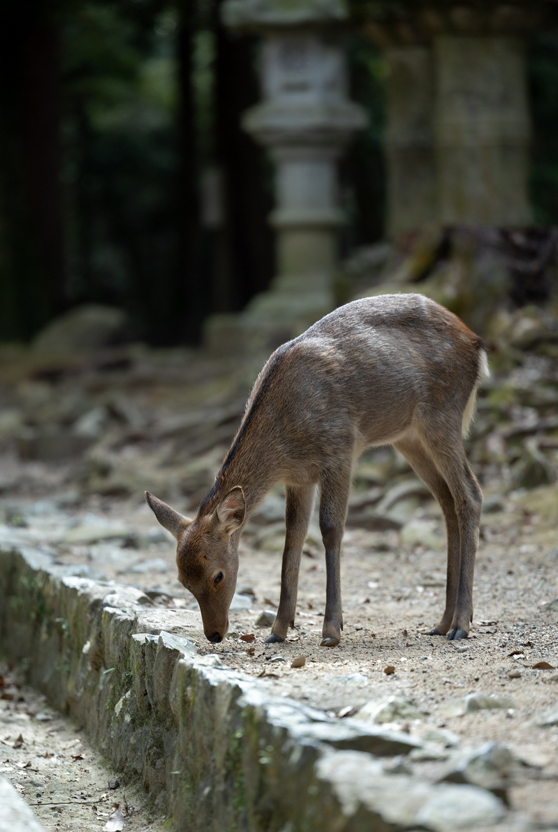 奈良公園