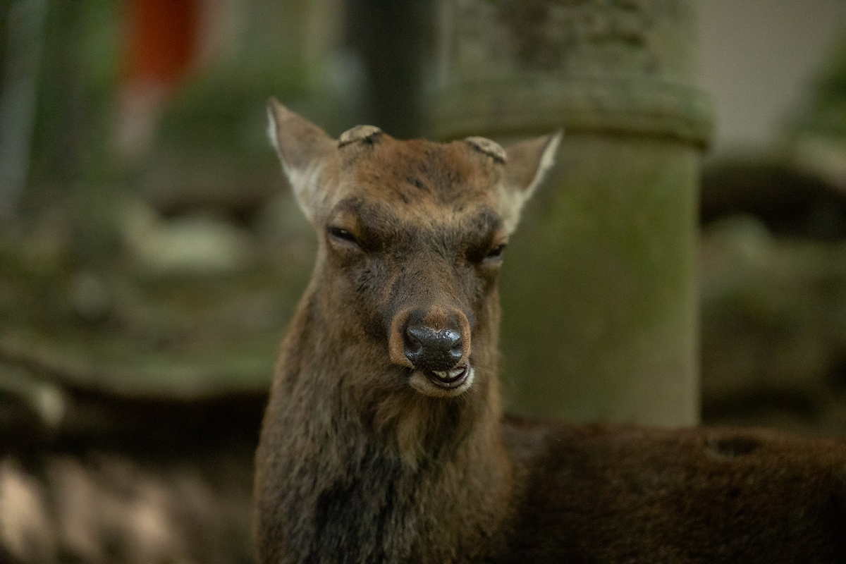 奈良公園