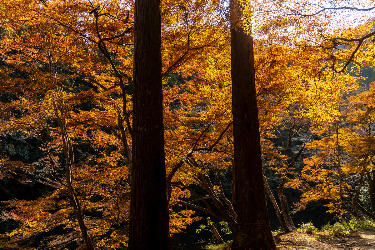 京都の絶景紅葉スポット高雄　神護寺