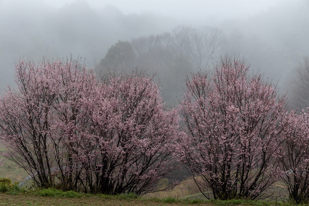 ななしさん 山桜 切り株 高さ約20㎝ 9000円 zubotty412DSC02828-k.jpg?&