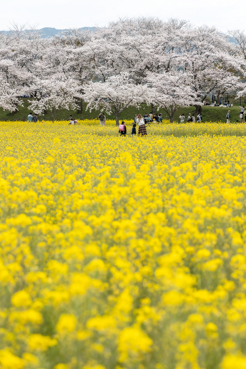 奈良の絶景お花見バイクツーリング
