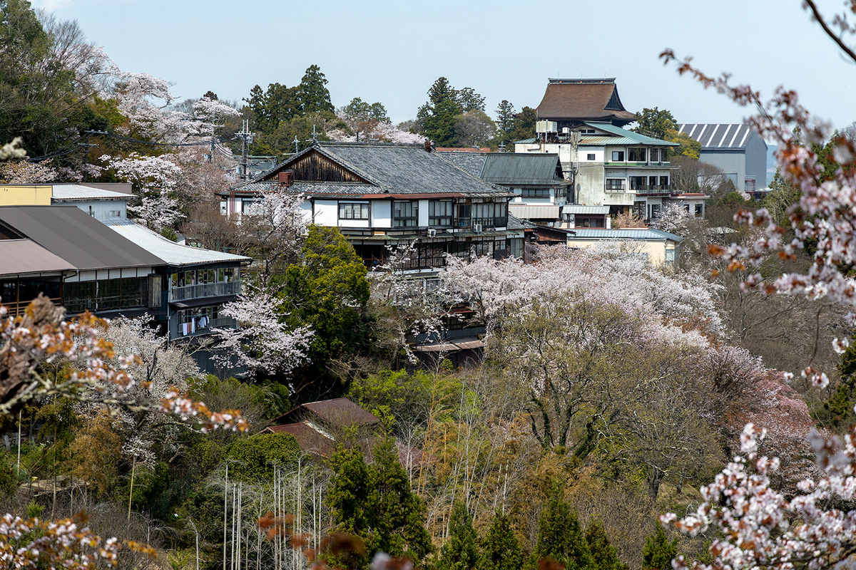 奈良の絶景お花見バイクツーリング