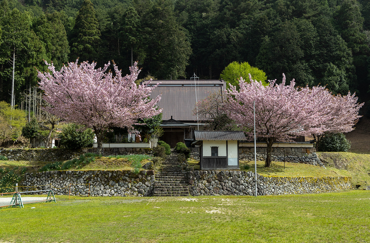 黒田百年桜