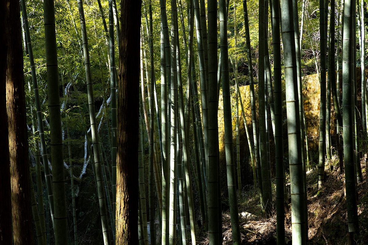 低山登山二上山