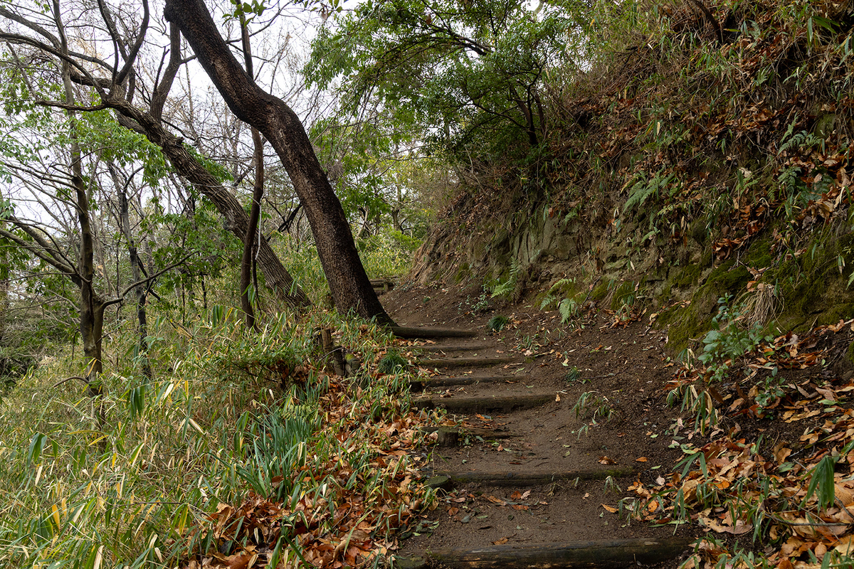 高尾山　柏原水仙郷