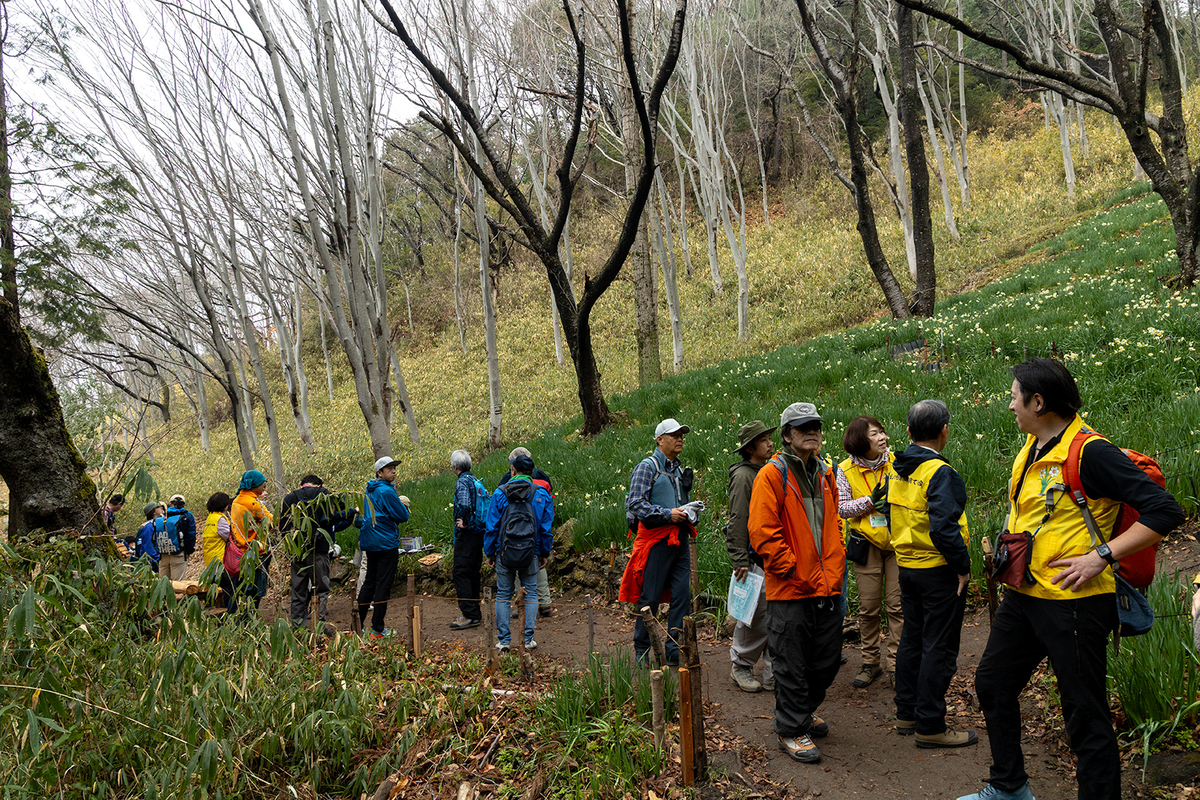 高尾山　柏原水仙郷