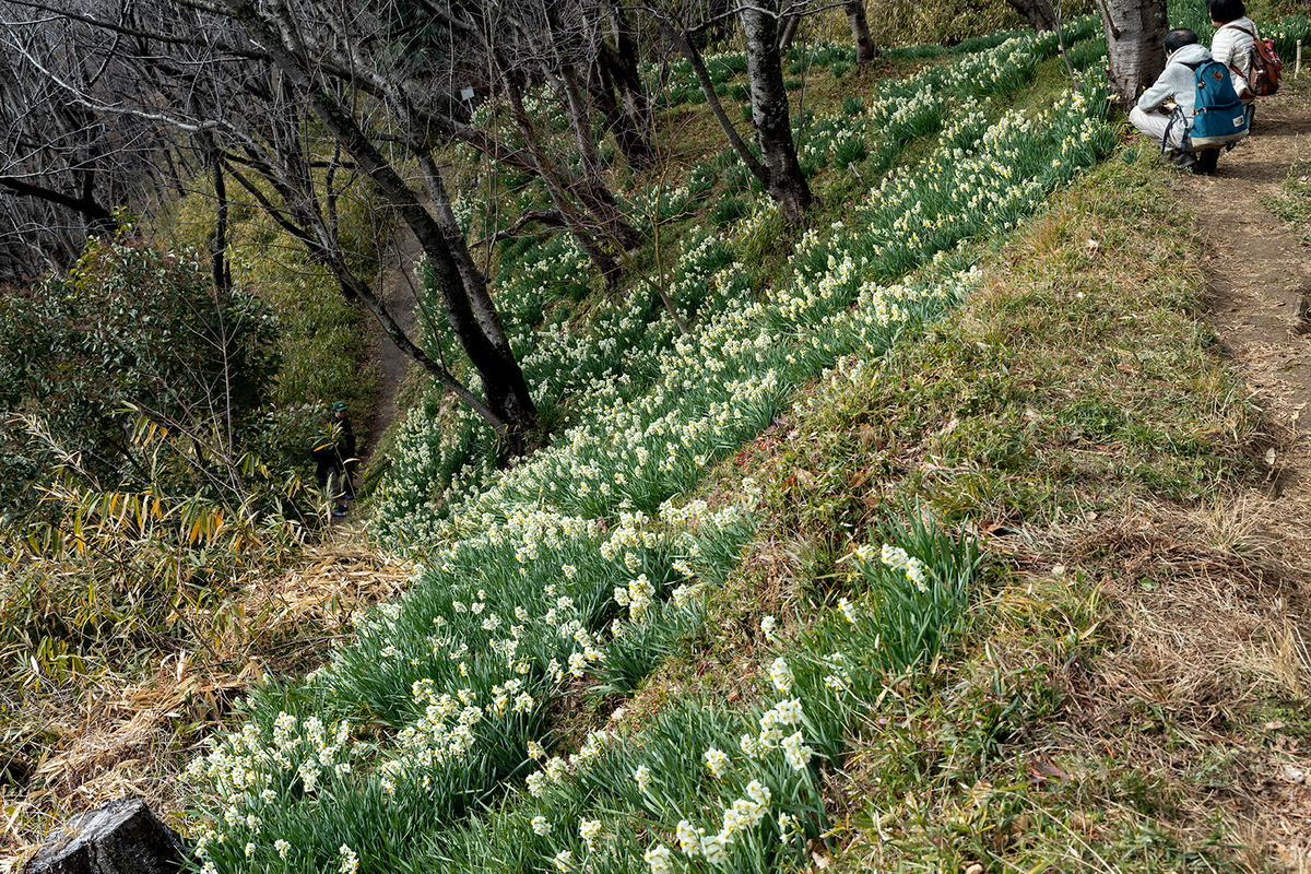 高尾山　柏原水仙郷