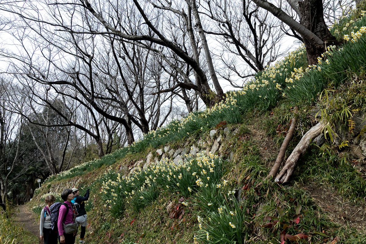 高尾山　柏原水仙郷