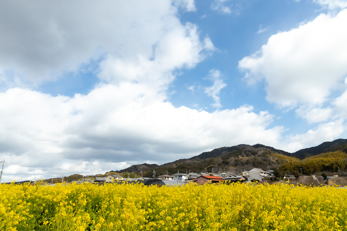 奈良県天理市菜の花畑