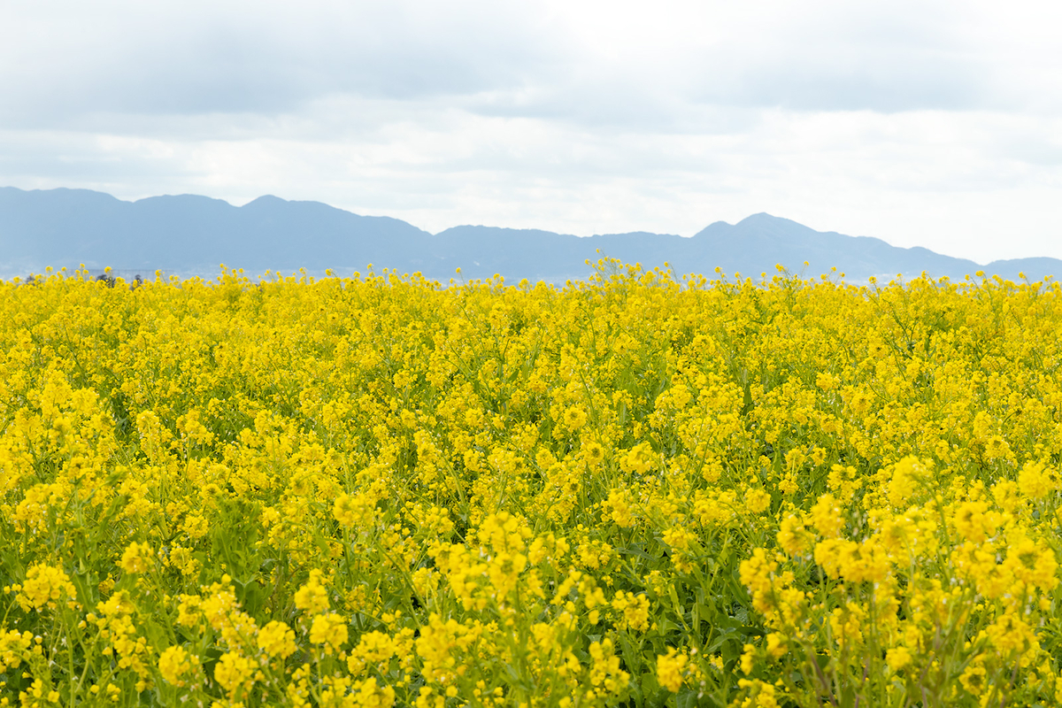 奈良県天理市菜の花畑
