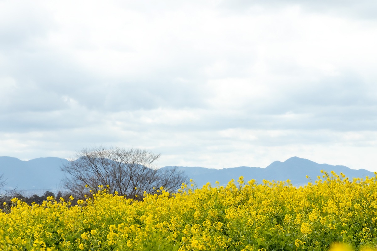 奈良県天理市菜の花畑