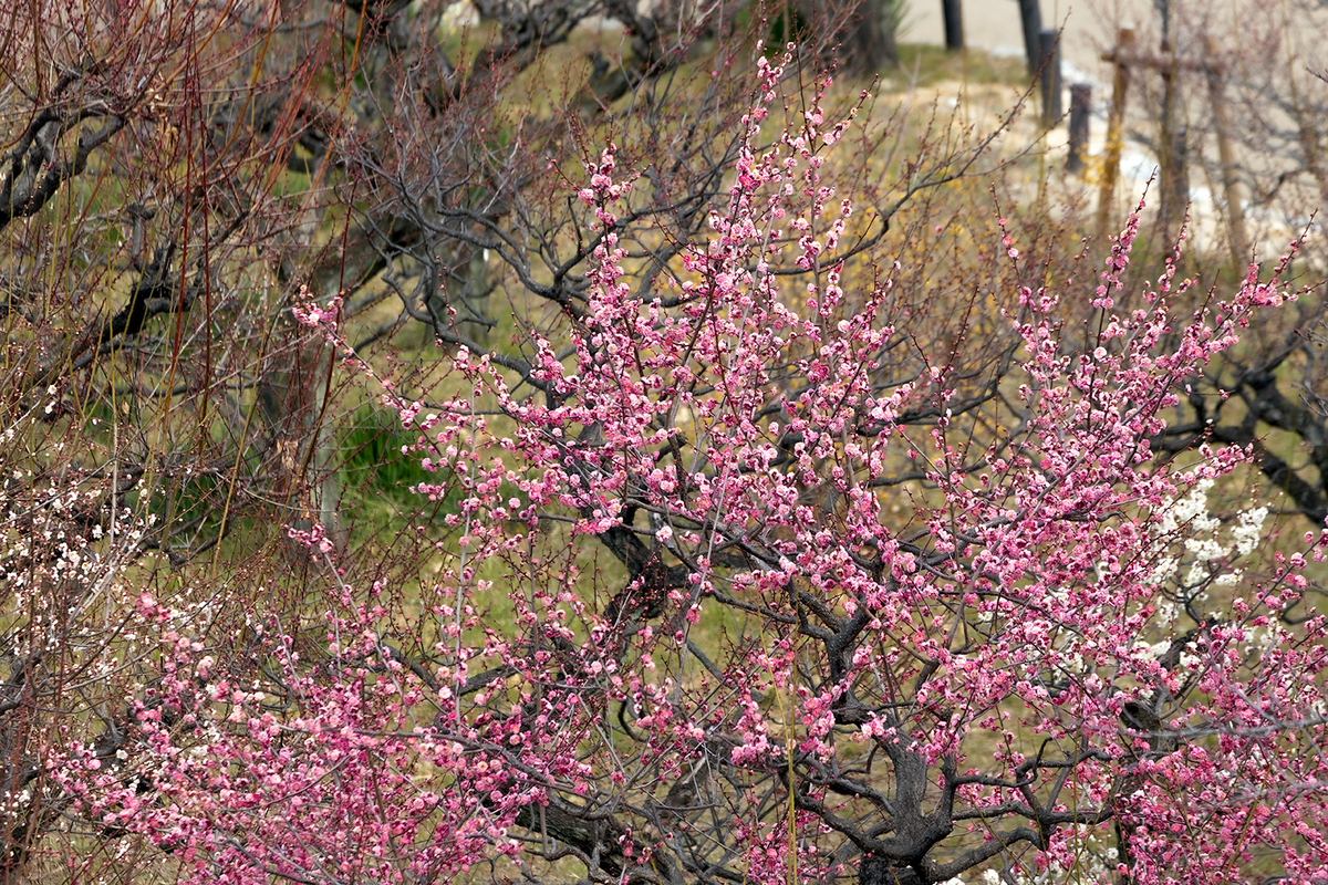 大阪城公園