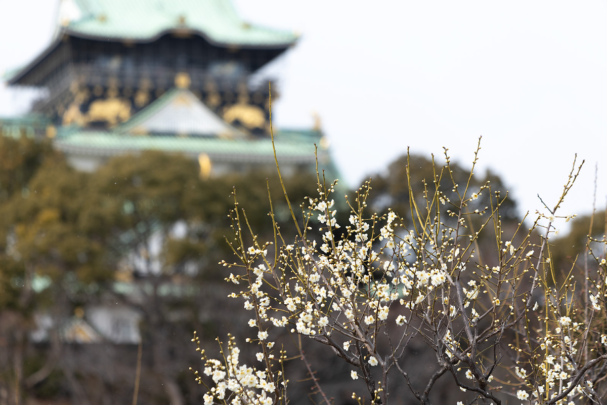 大阪城公園梅園