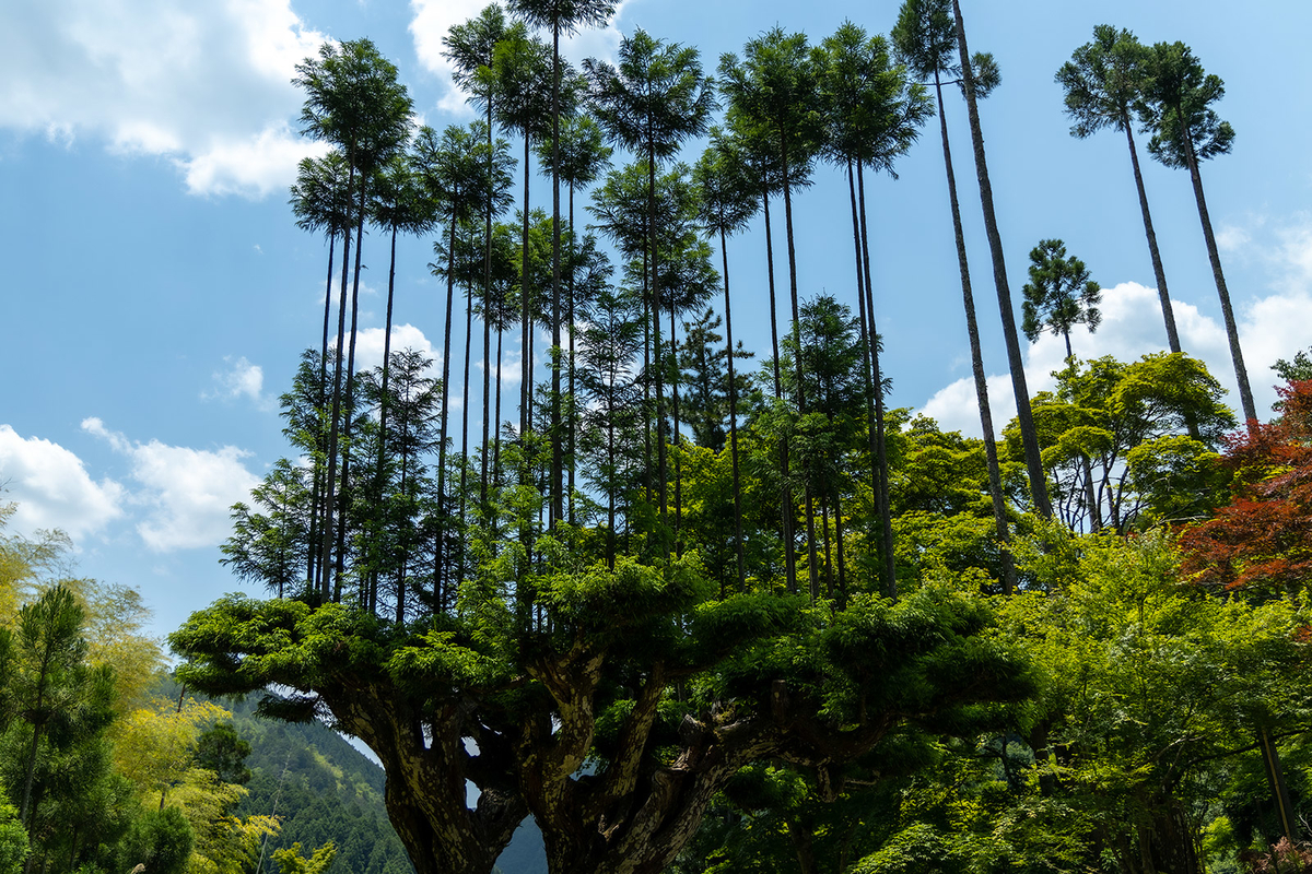 京都北山台杉