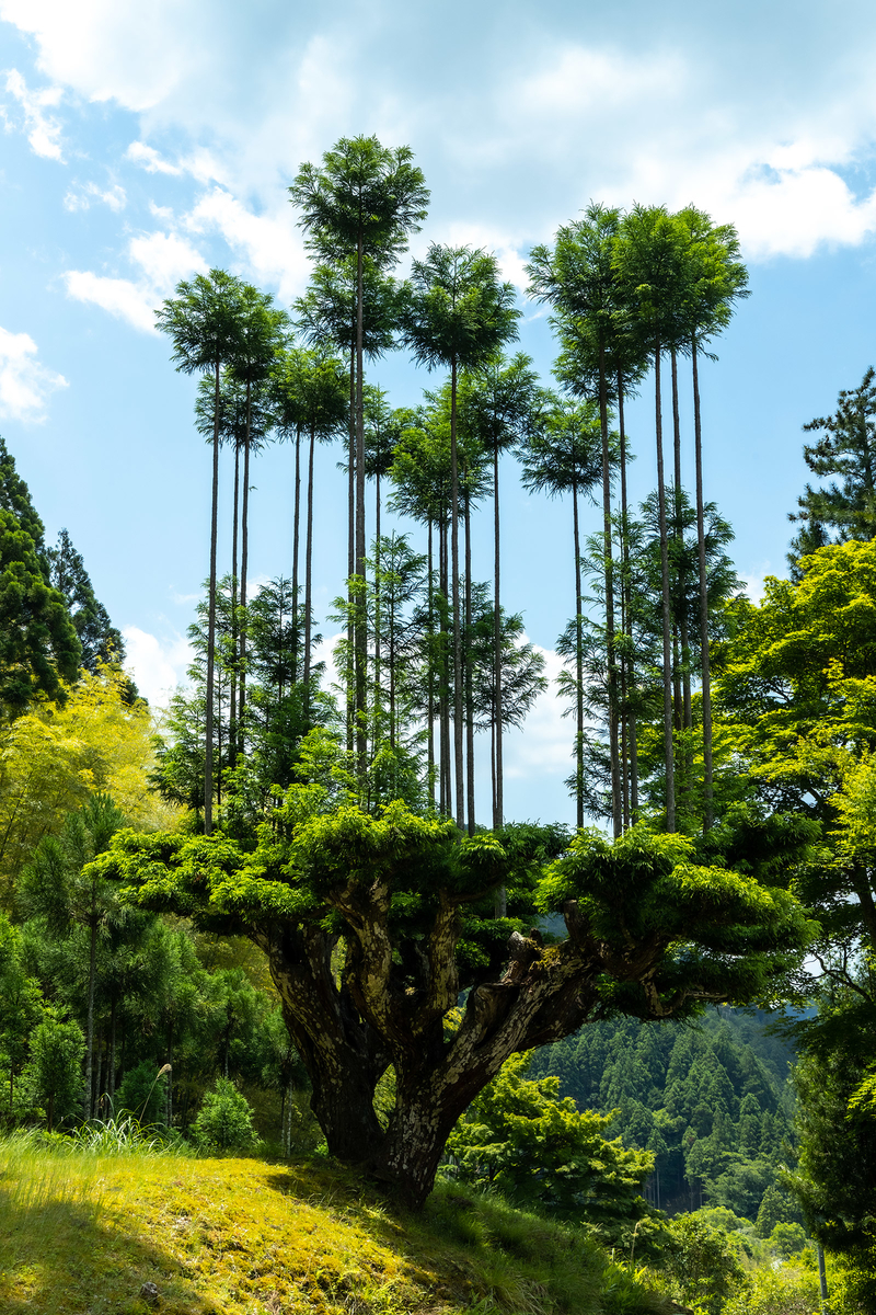 京都北山台杉