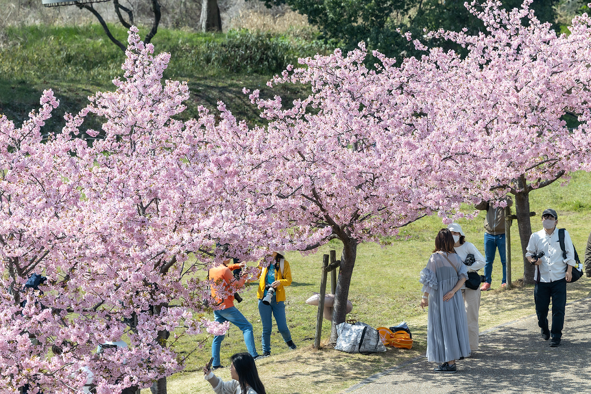 馬見丘陵公園河津桜