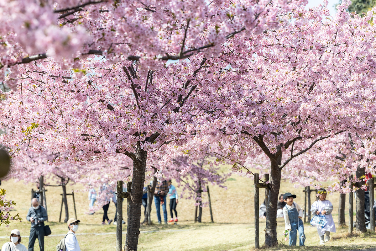 馬見丘陵公園河津桜