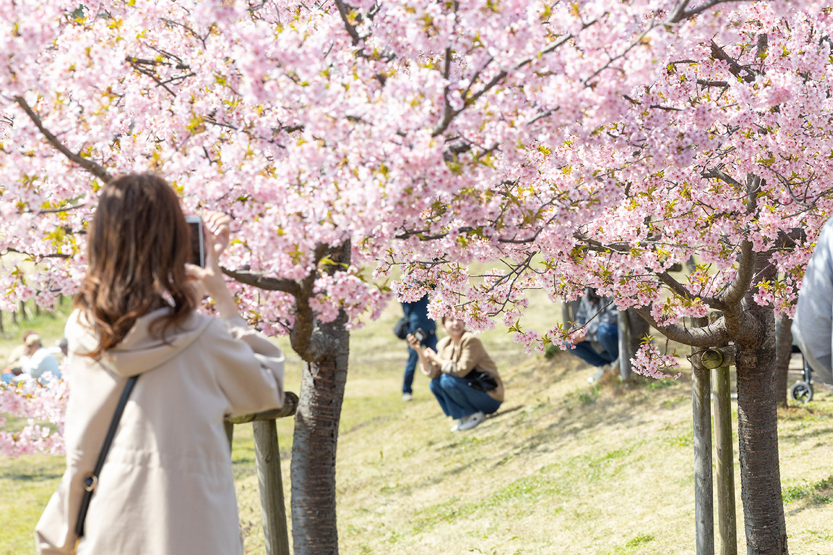 馬見丘陵公園河津桜