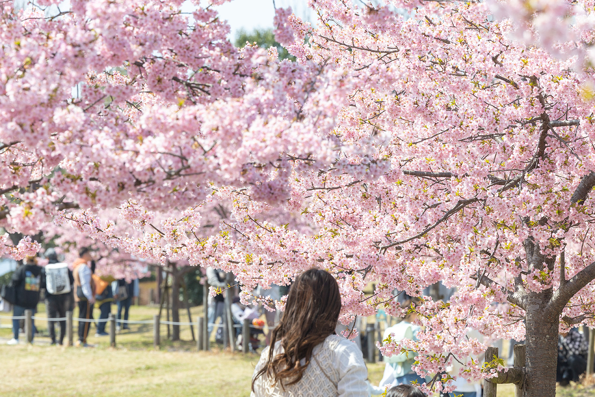 馬見丘陵公園河津桜