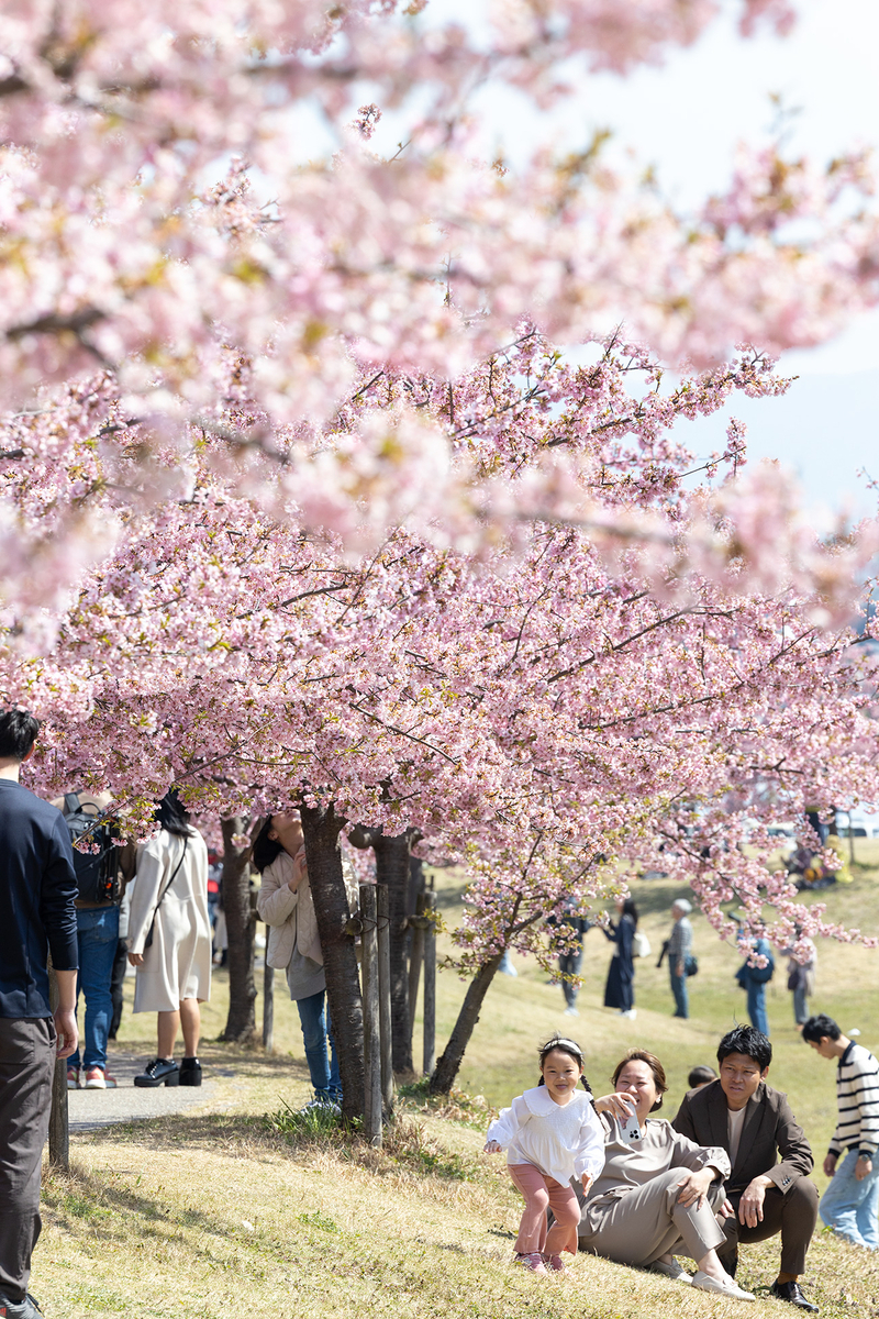 馬見丘陵公園河津桜