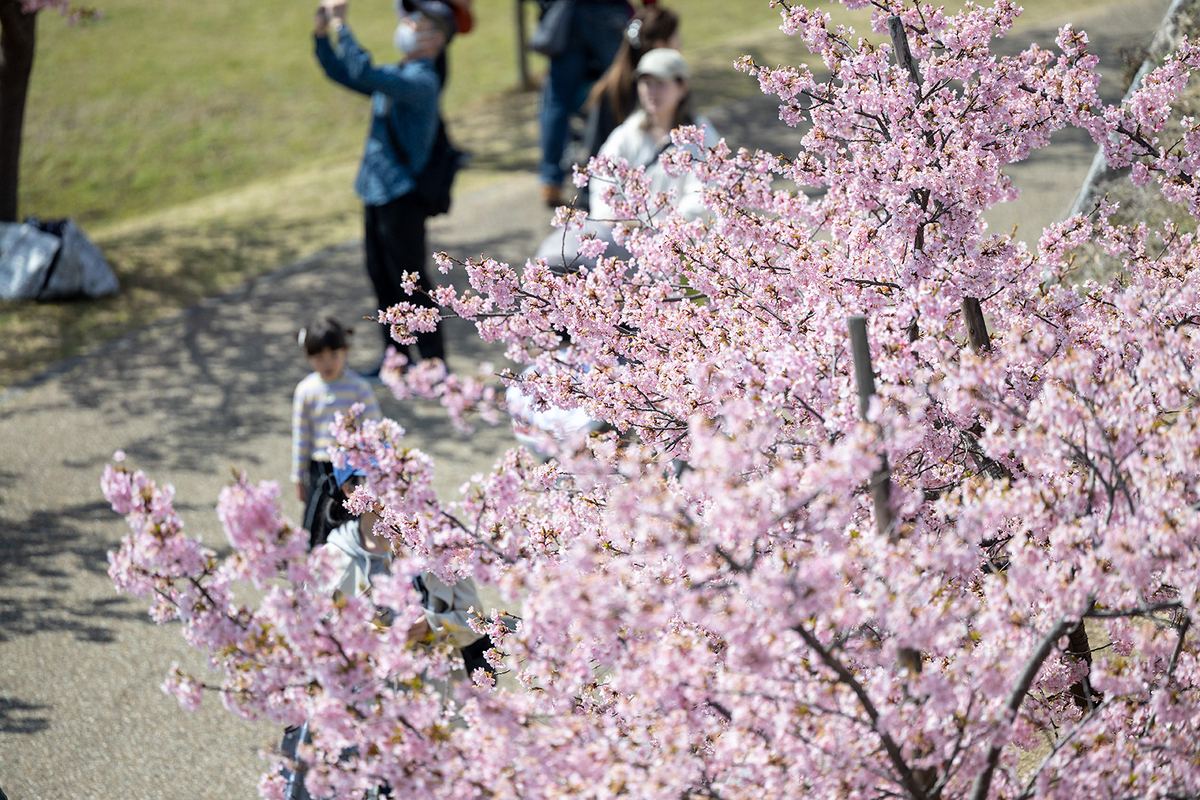 馬見丘陵公園河津桜
