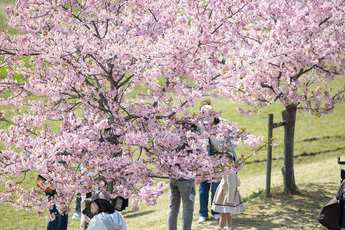馬見丘陵公園河津桜