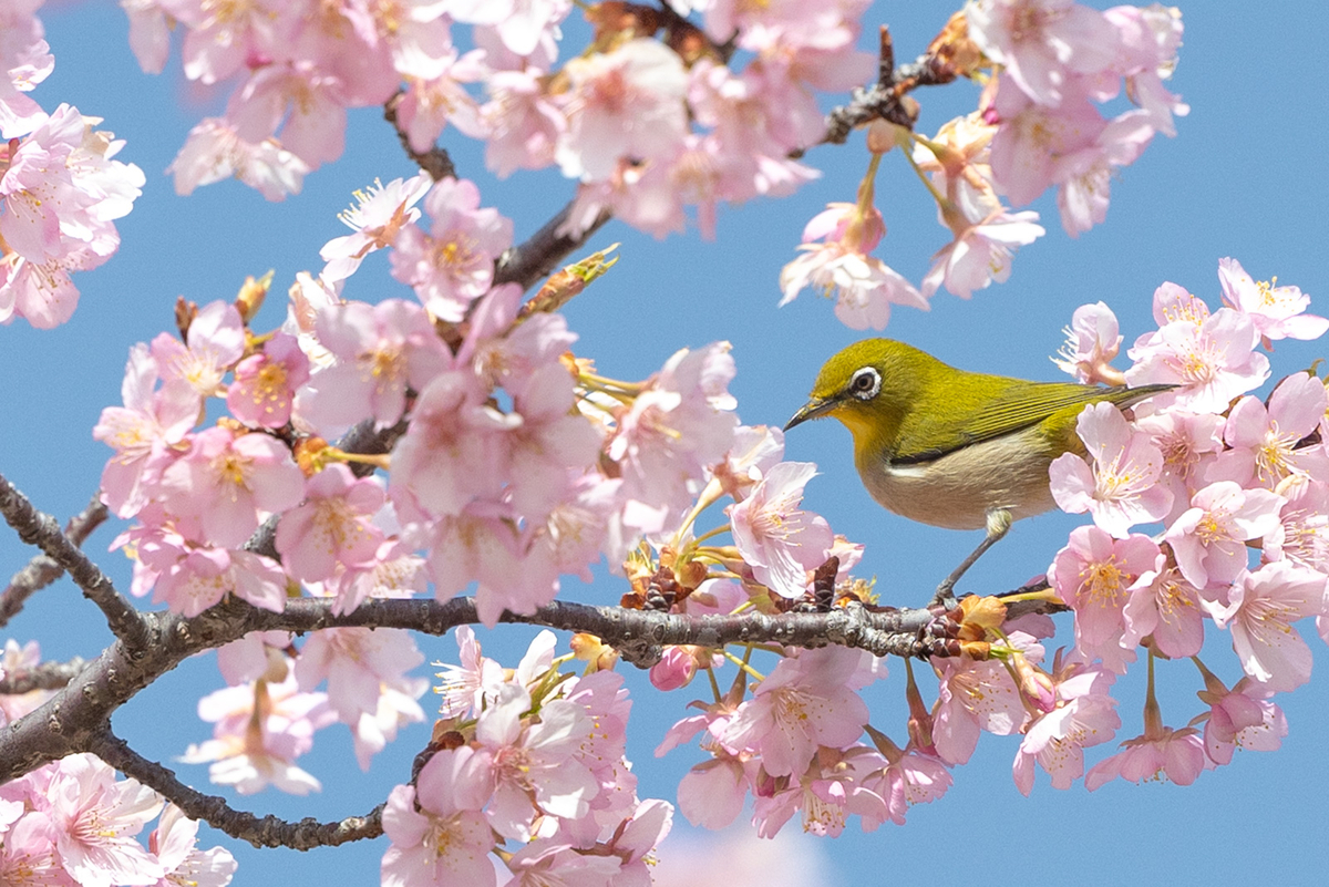 馬見丘陵公園河津桜