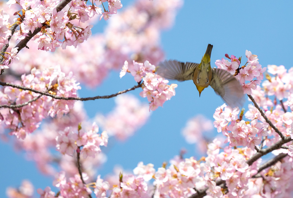 馬見丘陵公園河津桜