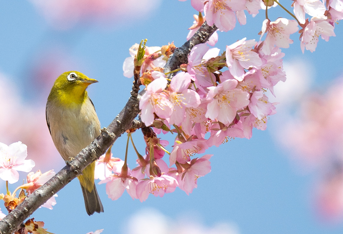 馬見丘陵公園河津桜
