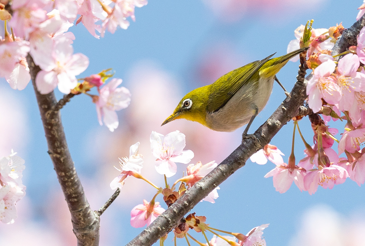 馬見丘陵公園河津桜
