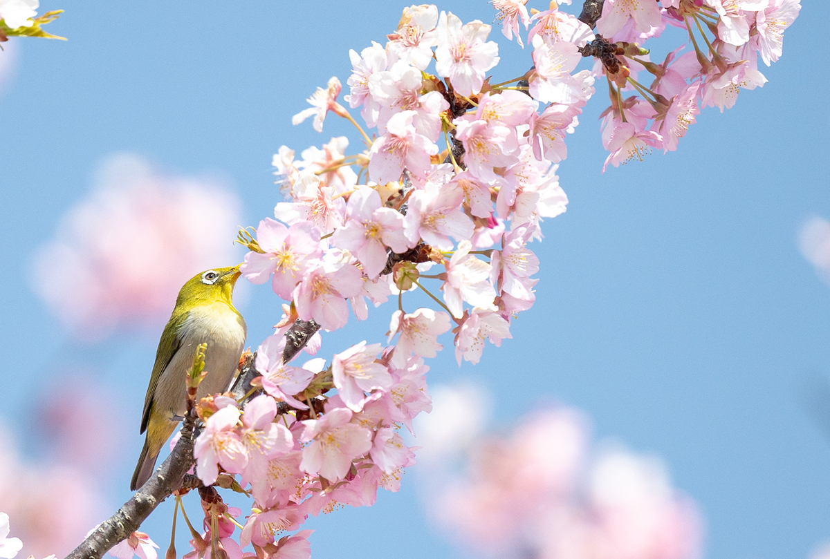 馬見丘陵公園河津桜