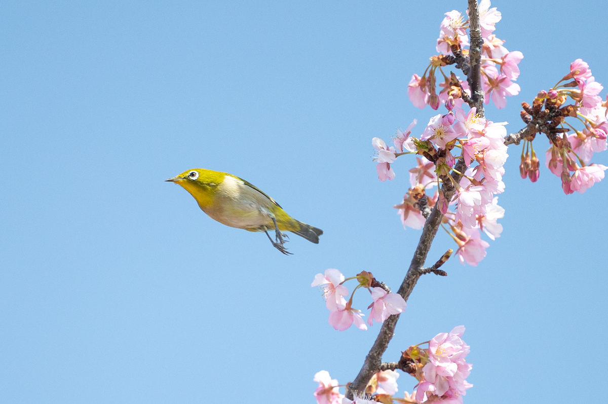 馬見丘陵公園河津桜