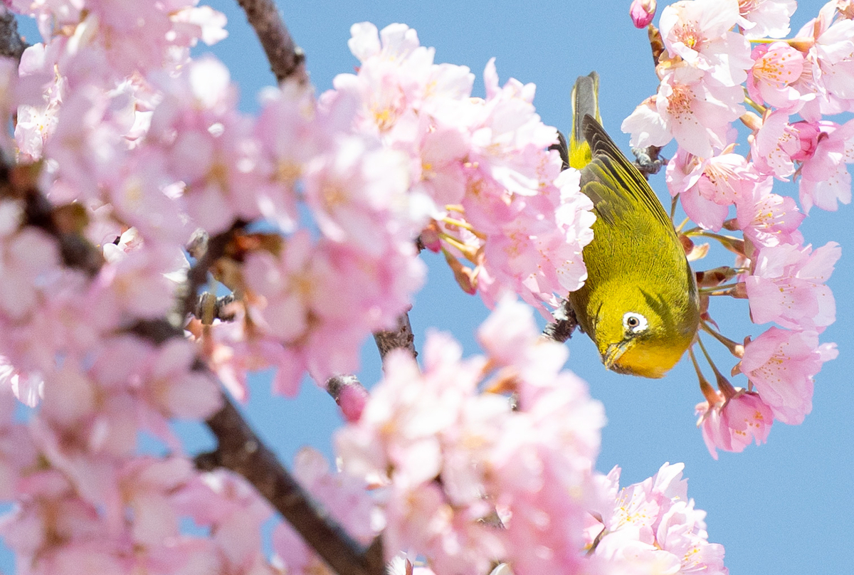 馬見丘陵公園河津桜