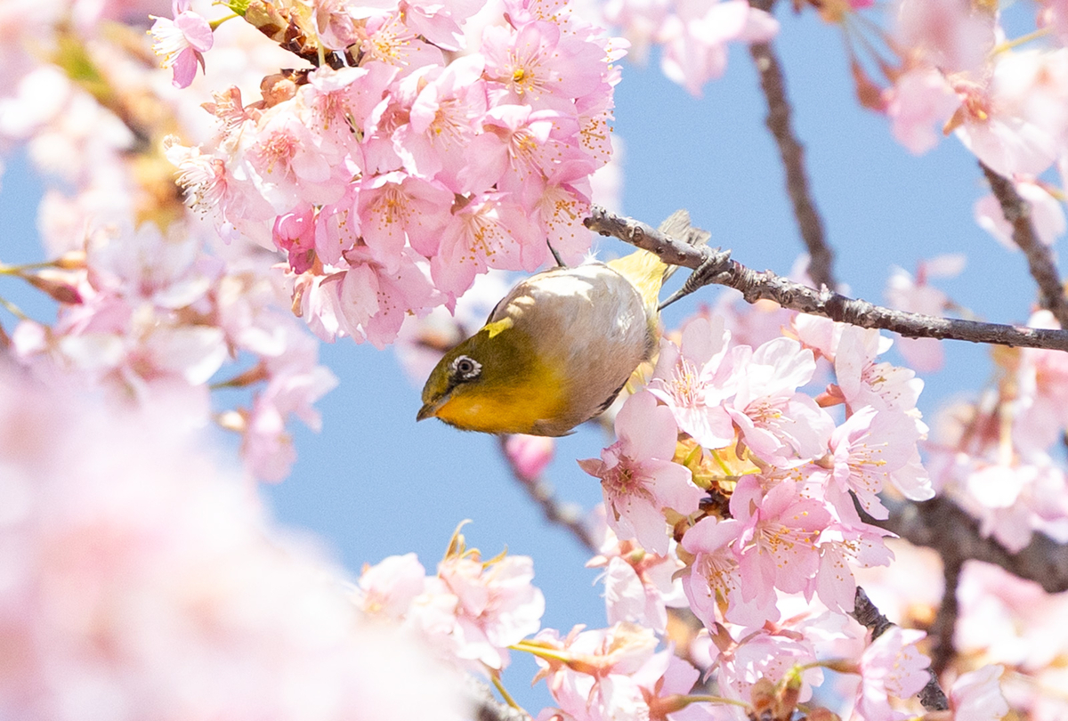馬見丘陵公園河津桜