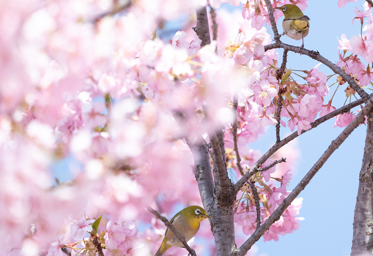 馬見丘陵公園河津桜