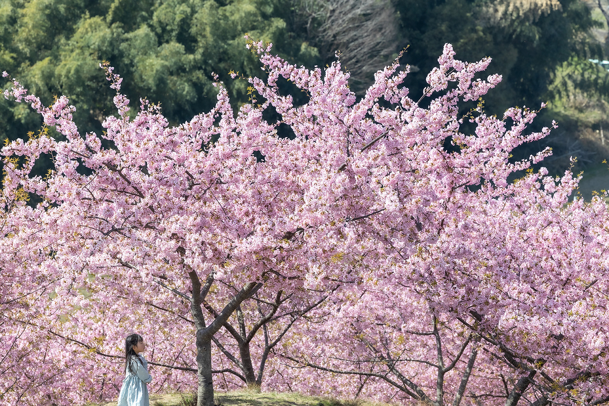 明日香村河津桜の丘