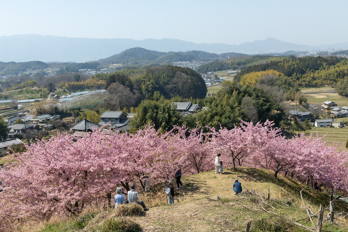 明日香村河津桜の丘