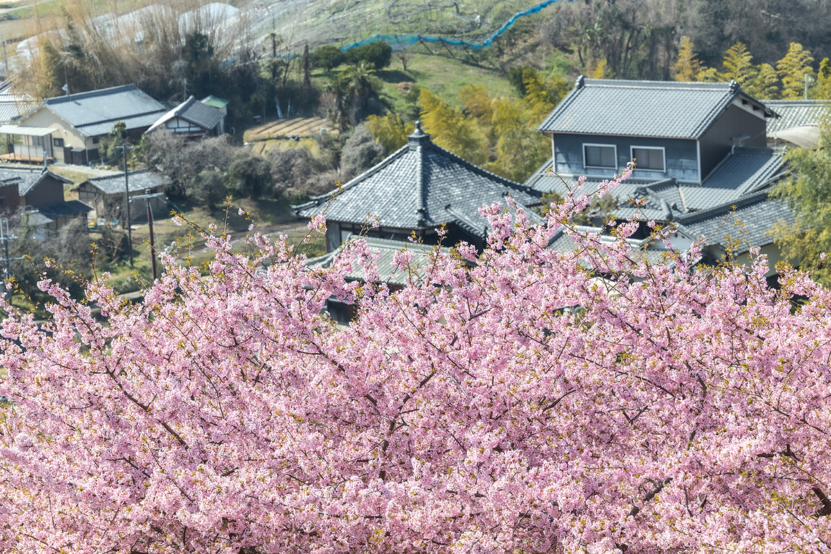 明日香村河津桜の丘