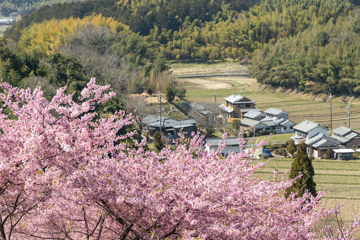 明日香村河津桜の丘