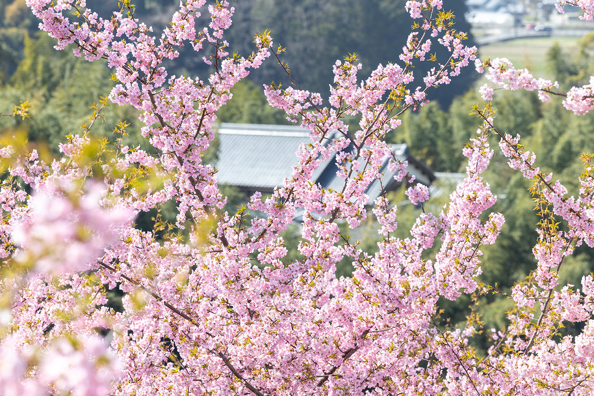 明日香村河津桜の丘