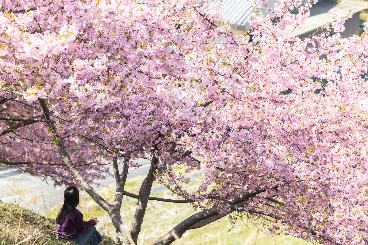 明日香村河津桜の丘