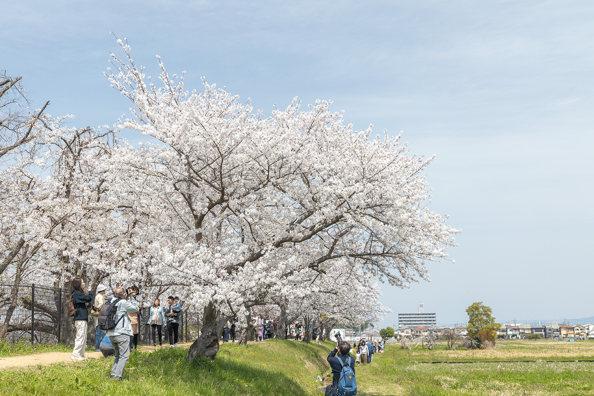 奈良県藤原宮跡の桜