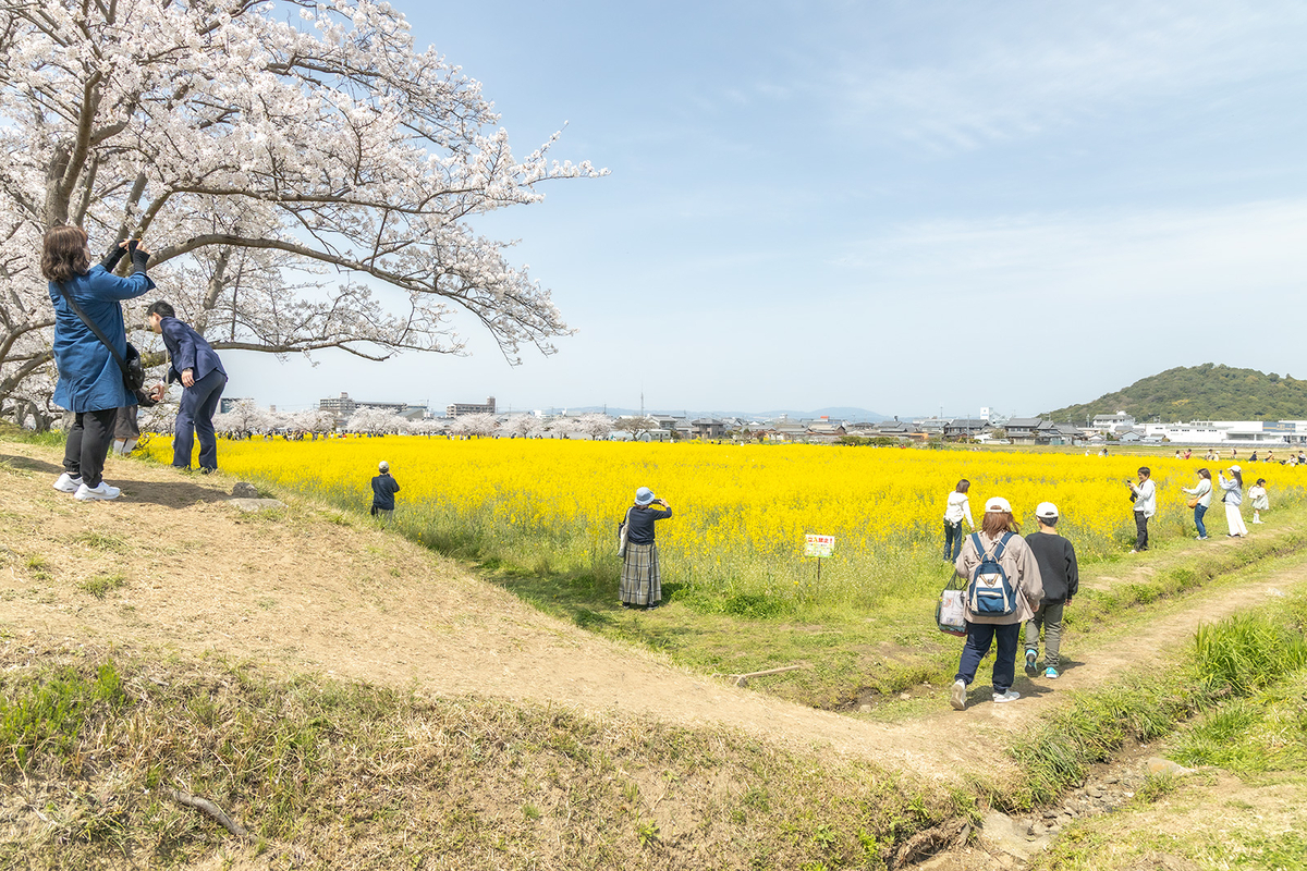 奈良県藤原宮跡の桜