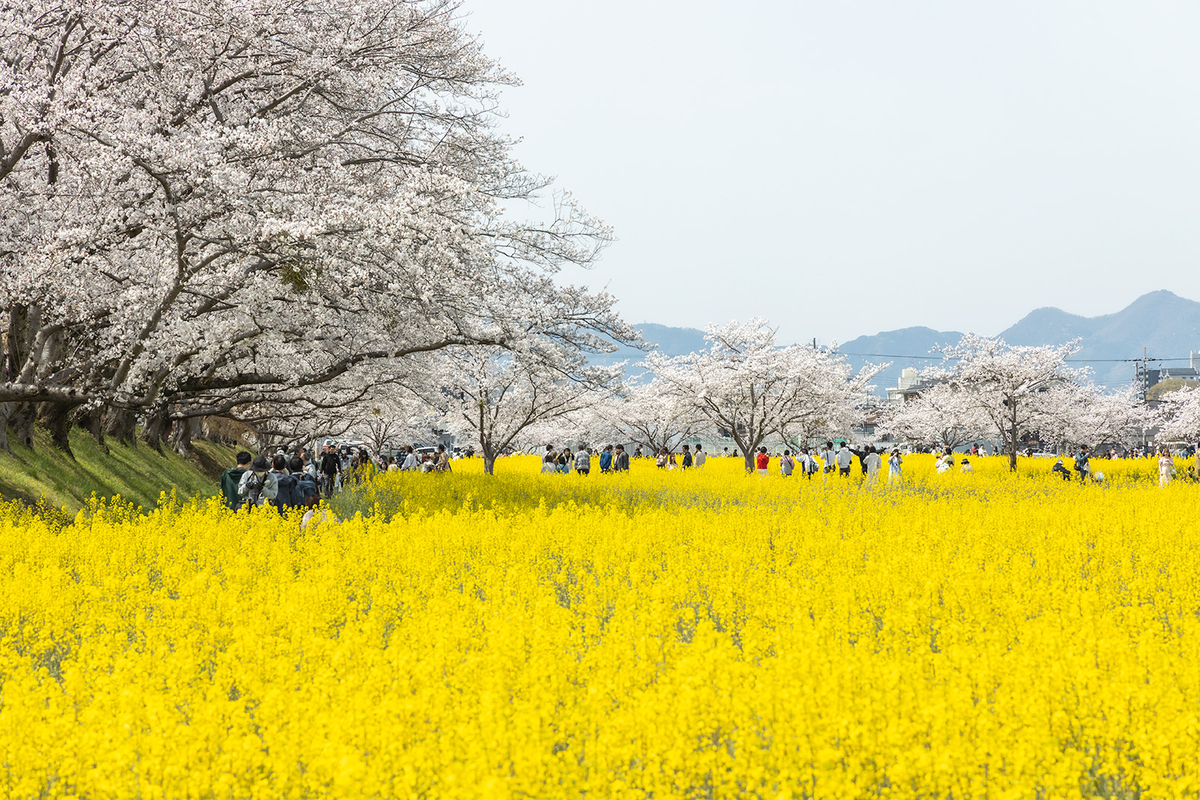 奈良県藤原宮跡の桜