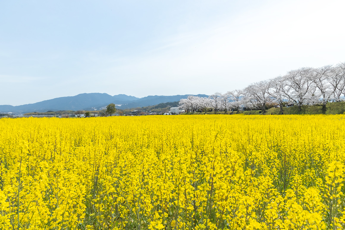 奈良県藤原宮跡の桜