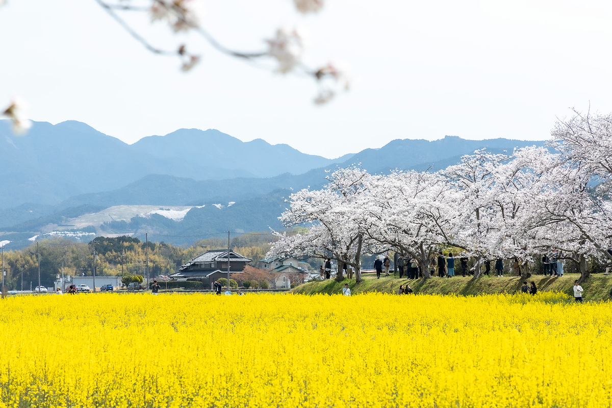 奈良県藤原宮跡の桜