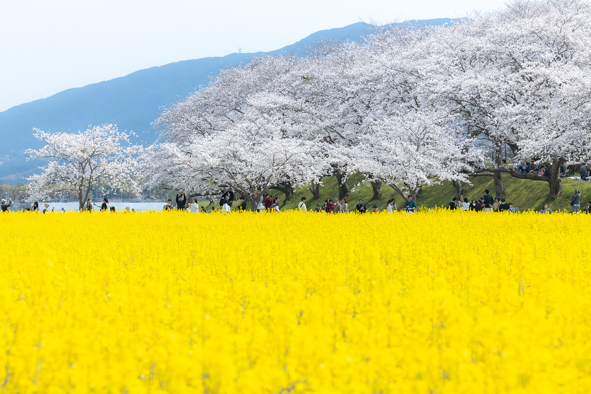 奈良県藤原宮跡の桜