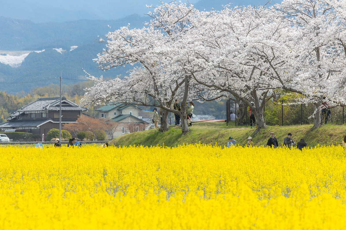 奈良県藤原宮跡の桜